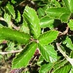 Rubus ulmifolius पत्ता