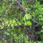 Vitis rotundifolia Листок