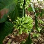 Camptotheca acuminata Frucht