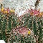 Ferocactus pilosus Ліст