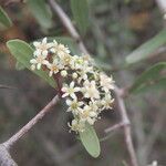 Gymnosporia senegalensis Blüte