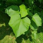 Catalpa ovata Liść