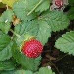 Potentilla indica Hábitos