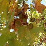 Platanus × hispanica Fruit