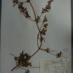 Clematis brevipes Otro