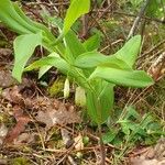 Polygonatum odoratumBlomst