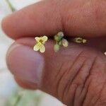 Brassica tournefortii Květ