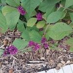 Callicarpa americana 其他