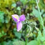 Callisia purpurascens Floare