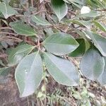 Psidium cattleyanum Leaf