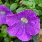 Petunia × atkinsiana Flor