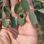 Phyllanthus reticulatus Frucht