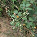 Picris hieracioides Blüte