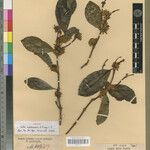 Coffea vavateninensis Otro