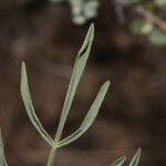 Lomatium triternatum Fulla