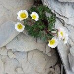 Ranunculus seguieri Fleur