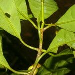 Chrysochlamys glauca Hoja