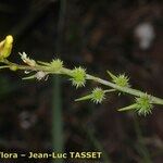 Succowia balearica 花