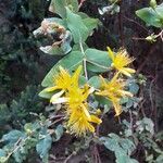 Hypericum grandifolium Žiedas