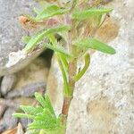 Thymus dolomiticus Flor