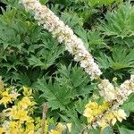 Verbascum chaixii Fiore