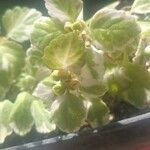 Coleus madagascariensis Leaf
