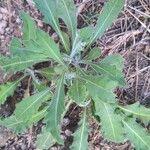 Biscutella sempervirens Blatt