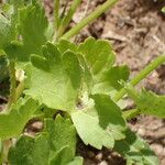 Ranunculus muricatus Leaf