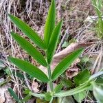 Lathyrus linifolius Hoja