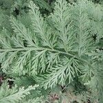 Selaginella biformis Листок