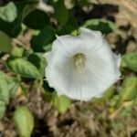 Datura stramoniumÇiçek