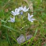 Scilla verna Flower