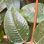 Mandevilla laxa Bark