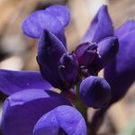 Polygala microphylla Fiore