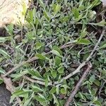 Antennaria neglecta Blad