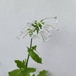 Nicotiana sylvestrisFlor