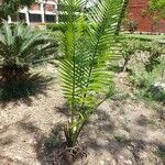 Cycas circinalis 葉