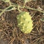 Cucumis prophetarum Fruit