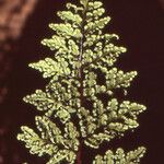 Cheilanthes acrostica Leaf