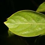 Hibiscus boryanus Blad