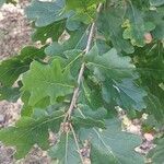 Quercus robur Φύλλο