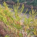 Rumex palustris 整株植物