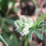 Torilis nodosa Fruit