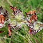 Pedicularis cenisia Habit