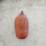 Carica papaya Owoc