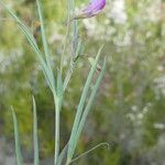 Lathyrus angulatus ഇല