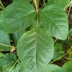 Toxicodendron radicans Листок