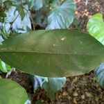 Dendropanax cuneatus List