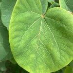 Cercis griffithii Leaf