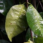 Garcinia dumosa Leaf